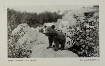 1926 - Junger Braunbär / Brauner Bär, Waschbär - alter Druck